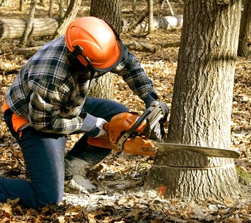 Tree Removal in Fishing Creek, MD